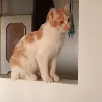 واگذاری گربه خانگی رایگان|گربه|سنندج, |دیوار