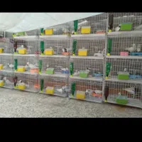 کبوتر|پرنده|دهدشت, |دیوار