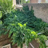 اجاره روزانه اتاق حومه شهرکرد|اجارهٔ کوتاه‌مدت آپارتمان و سوئیت|شهرکرد, |دیوار