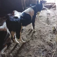 گوساله ماده سمینتال|حیوانات مزرعه|انزل, |دیوار