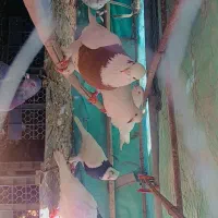 توقی و پلاکی وزارغ و کبوتر مسافتی