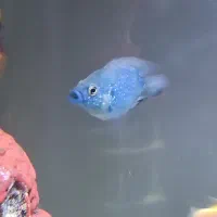 ماهی جوئل و گورخری