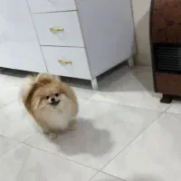 تعدادی پامر خرسی بالغ