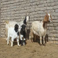 ۲راس بز بزغاله