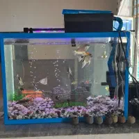 اکواریوم شیشه شرکتی ۵۰ لیتر با وسایل و ماهی|ماهی|جم, |دیوار