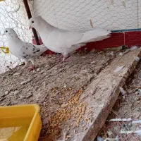 کفتر دمگیر سفید شیویدی|پرنده|برخوار, |دیوار