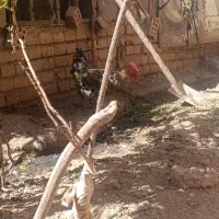 خروس فروشی