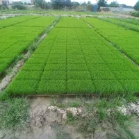 بانک نشاء نودیجه