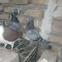 جفت المانی ذات دار