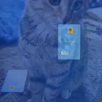 هدیه بلو 200تومان|کارت هدیه و تخفیف|مشهد, هنرستان|دیوار