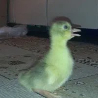 جوجه غاز محلی و دورگه|حیوانات مزرعه|آمل, |دیوار