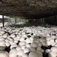 کار شناس تولید قارچ|خدمات آموزشی|باوی, |دیوار