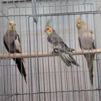 عروس هلندی مولد وبالغ