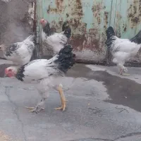 چهار عدد برهما غول هیکل وجوان