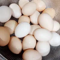 تخم مرغ گلین نطفه دار بروز