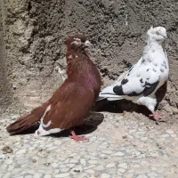 نروماده زینتی جفتش ۲تومن