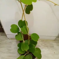 گلهای زیبای هویا با تنوع بالا|گل و گیاه طبیعی|اصفهان, شاهزاده ابراهیم|دیوار