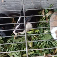 ۲ عدد خرگوش صحرایی|موش و خرگوش|چهاردانگه (تهران), |دیوار