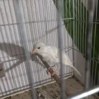 قناری|پرنده|جوکار, |دیوار