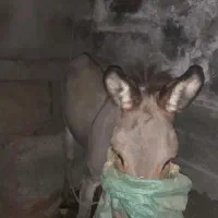 الاغ نر 4 ساله سالم مناسب بارکشی