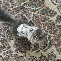 گربه اسکاتیش ماده 1ساله