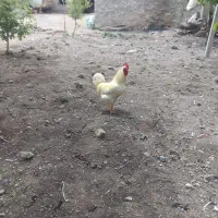 سلام ط سرو