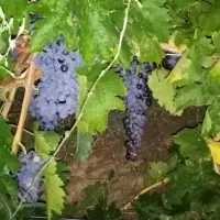 کشمش مویز بیدانه|خوردنی و آشامیدنی|تاکستان, |دیوار