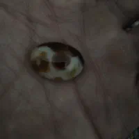 سنگ فسیل وغیره|بدلیجات|کرج, برغان|دیوار