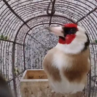 فروش سهره سر سیاه