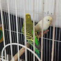 مرغ عشق دو جفت باجوجه