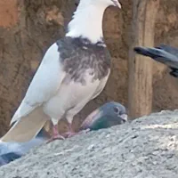 طوقی|پرنده|اسلام‌‌آباد غرب, |دیوار