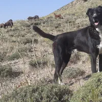 سگ نر سرابی ۳ ساله