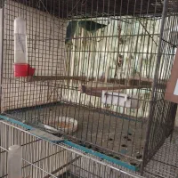 فروش یک جفت پروتلت جوان سبز رنگ‌