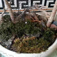 کراسولا