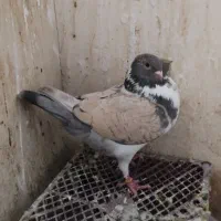 کفتر تهرانی پرشی و کینگ|پرنده|کرج, شهرک بنفشه|دیوار