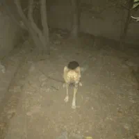 واگذاری توله ژرمن|سگ|هشتگرد, فشند|دیوار