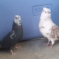 کفتر دهن  خورده..