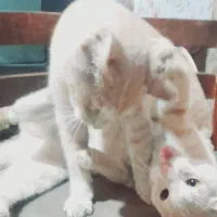 واگذاری گربهdomestic short hairرنگ کرم بژ|گربه|رشت, شهرک آیت الله منتظری|دیوار