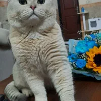 گربه بریتیش شورت هیر اصیل