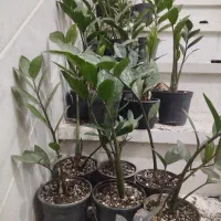 فروش زاموفیلیا|گل و گیاه طبیعی|اردکان, |دیوار