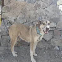 سگ ماده سرابی|سگ|قم, شاه ابراهیم|دیوار