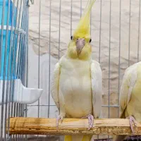 حمیدیه شبیشه|پرنده|حمیدیه, |دیوار