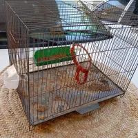 قفس پرنده و سینک ظرفشویی