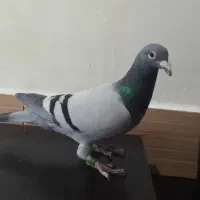 پلاکی عراق