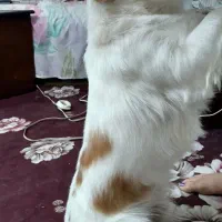 سگ نر ۷ساله
