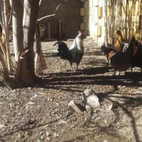 مرغ گلین نیمچه و لاری گلین|حیوانات مزرعه|رفسنجان, |دیوار