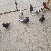 رنگی