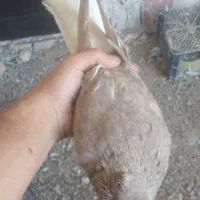 کبوتر