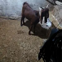 تیشتر بهده نجدی