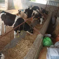 فروش گوساله جنس|حیوانات مزرعه|بندر ترکمن, |دیوار